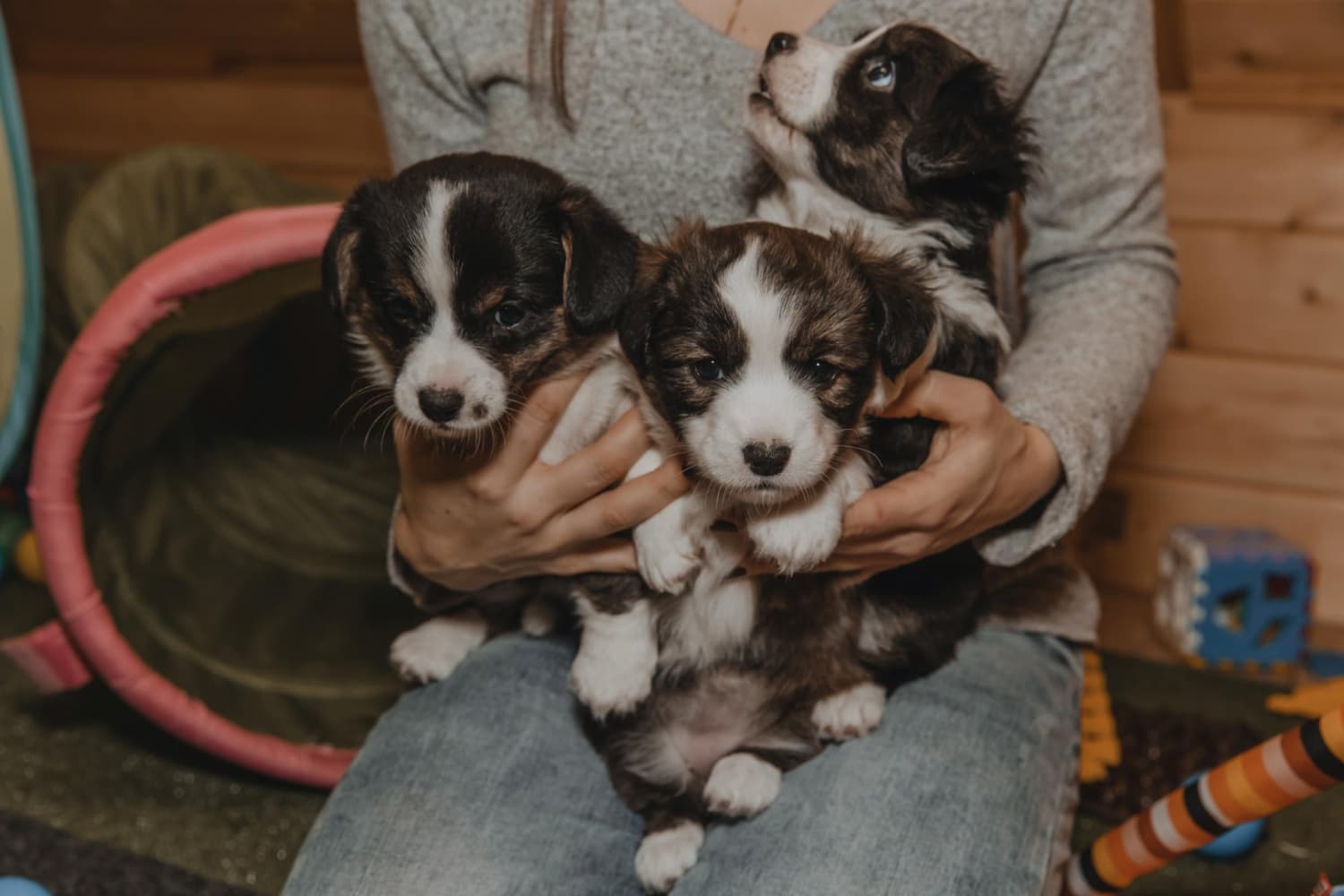 Cover Image for How breeders can keep care records, notes, and lineage details organized